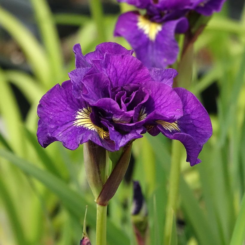 Iris sibirica Bundle of Joy - Iris de Sibérie (Floraison)