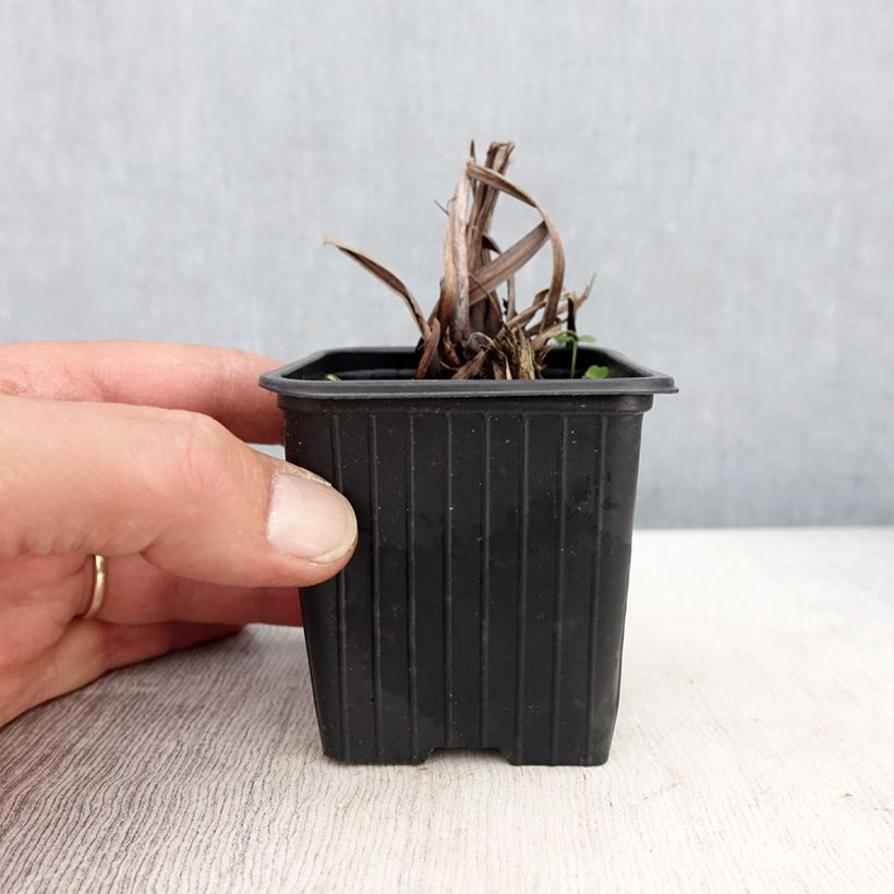 Spécimen de Iris sibirica Chartreuse Bounty - Iris de Sibérie Godet de 8/9 cm tel que livré au printemps