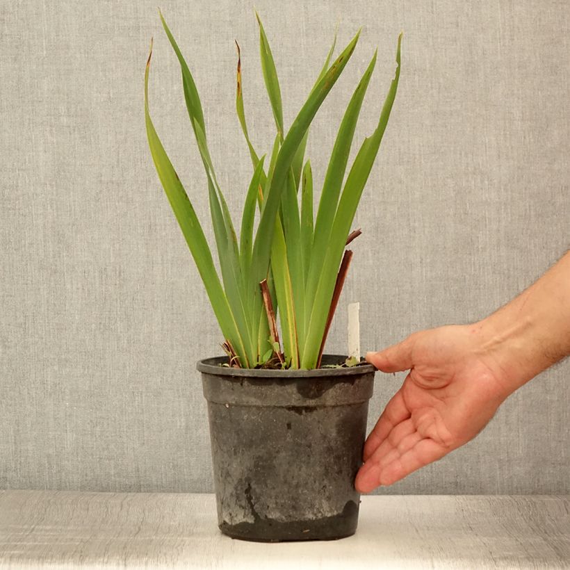 Spécimen de Iris sibirica Colonel Mustard - Iris de Sibérie Pot de 2L/3L tel que livré en été