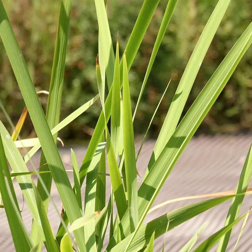Iris sibirica Concord Crush - Iris de Sibérie (Foliage)