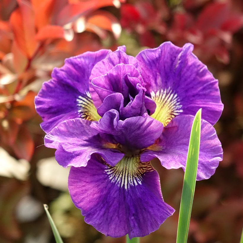 Iris sibirica Concord Crush - Iris de Sibérie (Flowering)