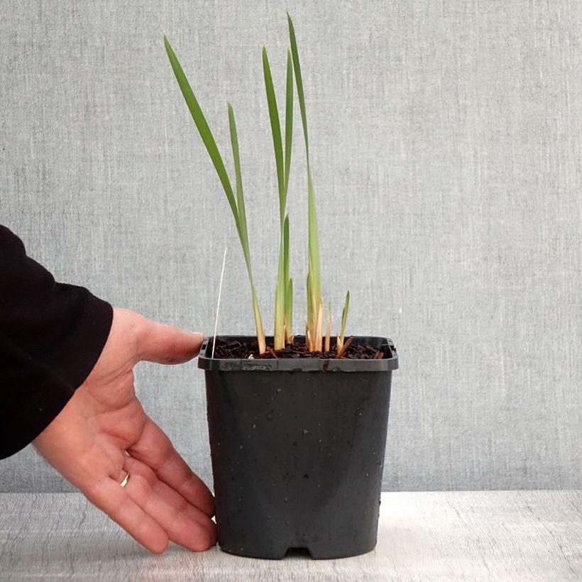 Example of Iris sibirica Concord Crush - Iris de Sibérie Pot de 1,5L/2L as you get in printemps