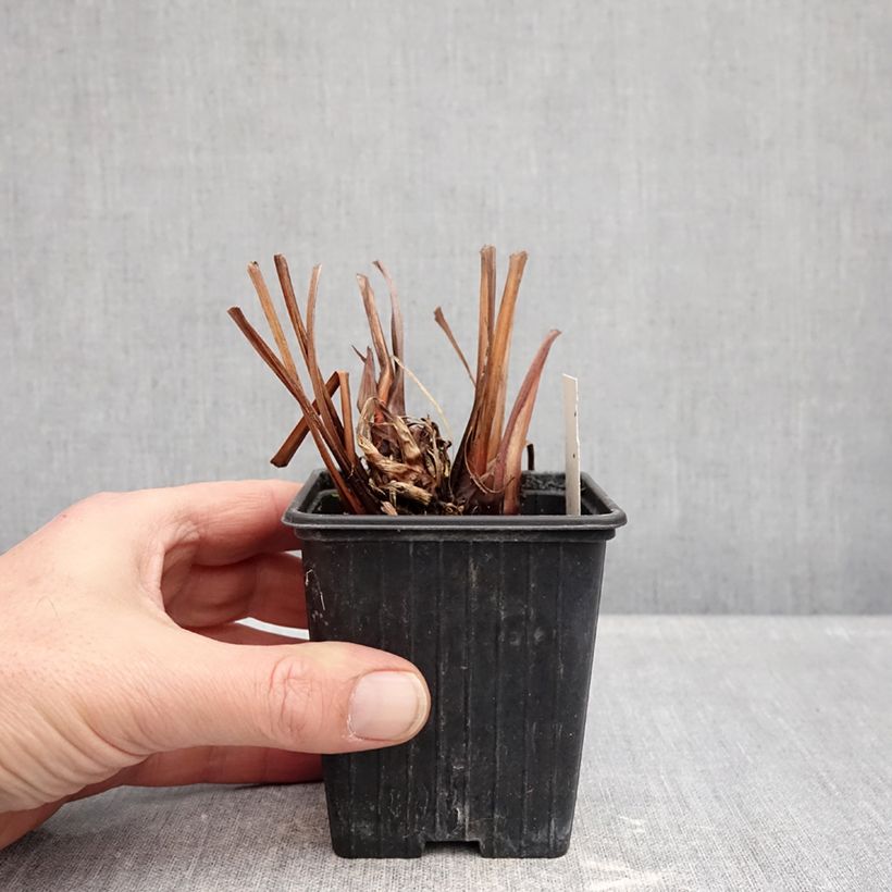 Example of Iris sibirica Dance Ballerina Dance - Iris de Sibérie Godet de 8/9 cm as you get in hiver