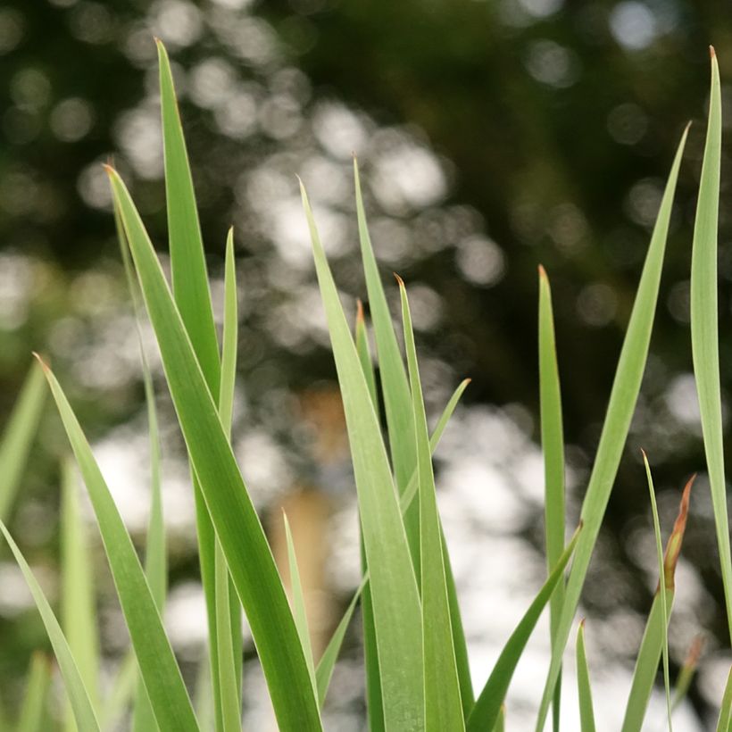 Iris sibirica Imperial Opal - Iris de Sibérie (Foliage)