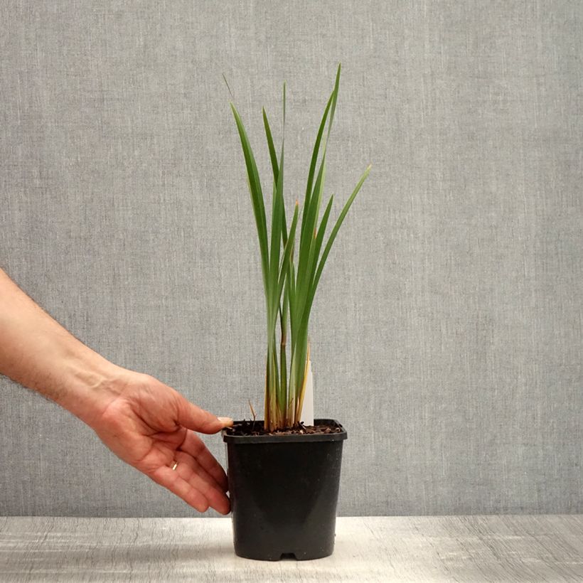 Example of Iris sibirica Imperial Opal - Iris de Sibérie Pot de 1,5L/2L as you get in printemps