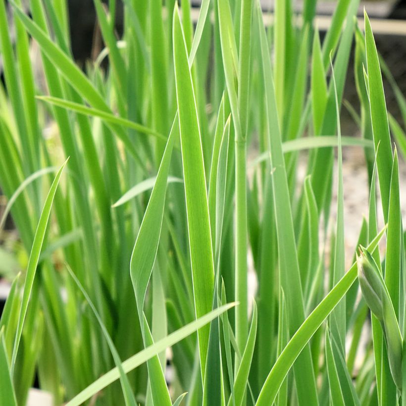 Iris sibirica Persimmon - Iris de Sibérie (Foliage)