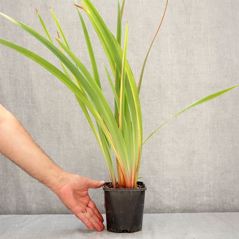 Spécimen de Iris sibirica Pink Parfait - Iris de Sibérie Pot de 1,5L/2L tel que livré en été
