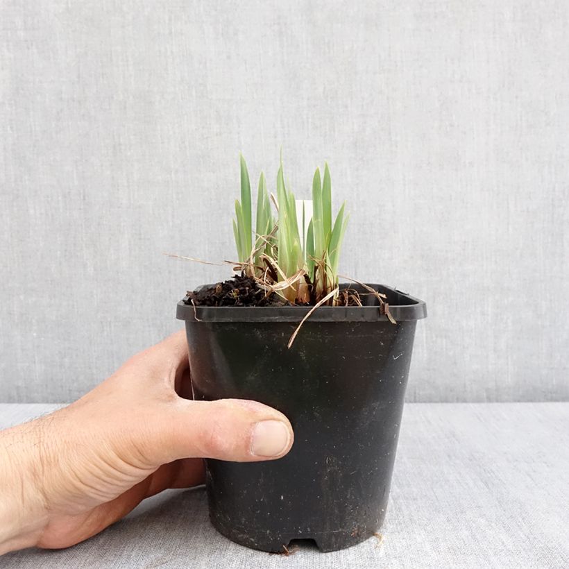 Example of Iris sibirica Pink Parfait - Iris de Sibérie Pot de 1,5L/2L as you get in printemps