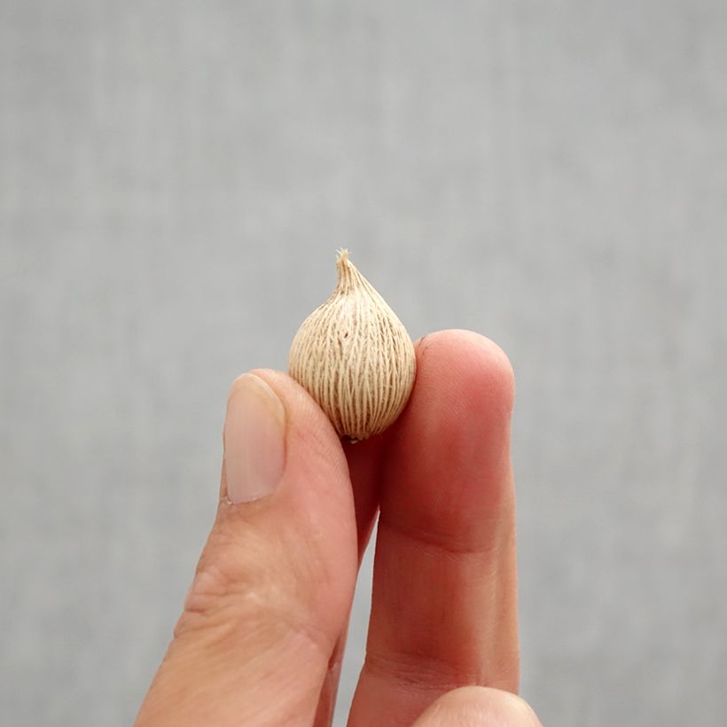 Example of Iris winogradowii Bulbe calibre 5+ as you get in automne