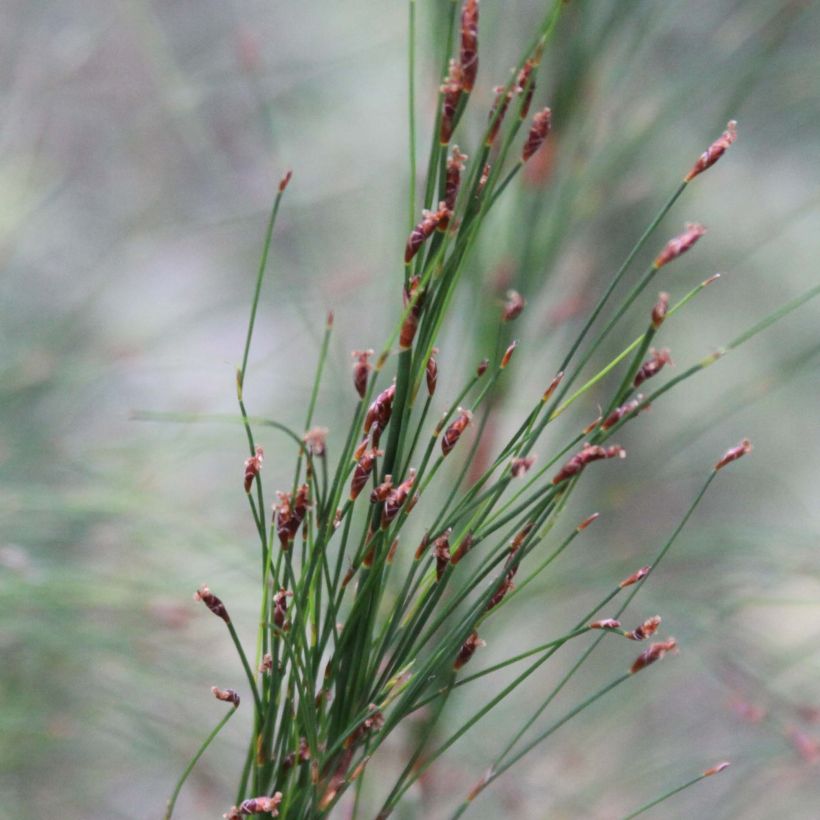 Ischyrolepis subverticillata - Restio (Flowering)