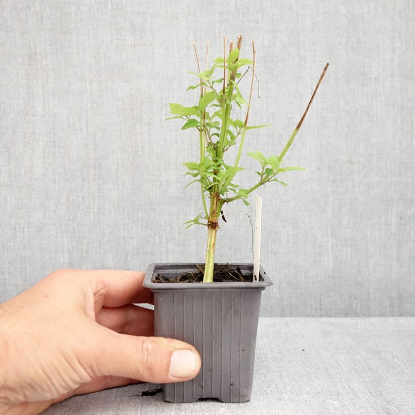 Spécimen de Isodon longituba - Rabdosia longituba Godet de 8/9 cm tel que livré en automne