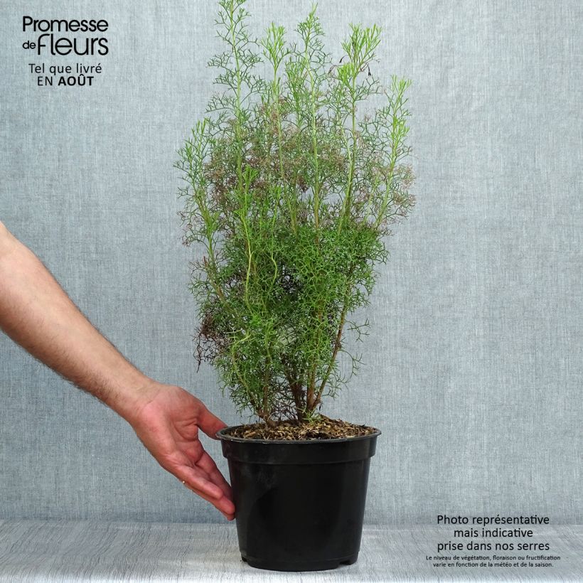 Spécimen de Isopogon formosus Pot de 3L/4L tel que livré en été