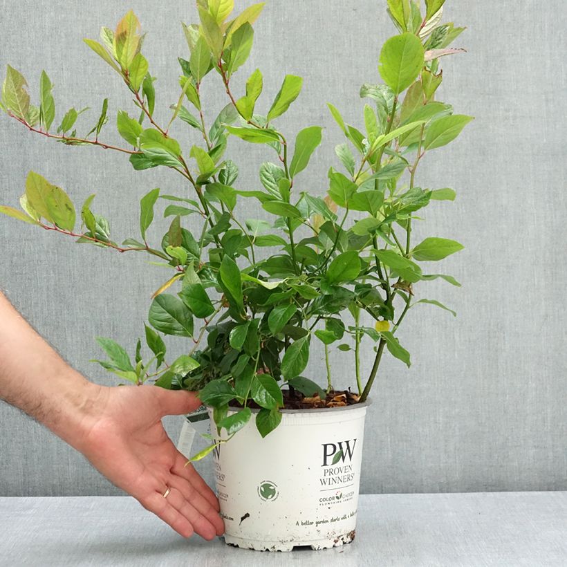 Spécimen de Itea virginica Scentlandia - Itéa de Virginie Pot de 4L/5L tel que livré en été