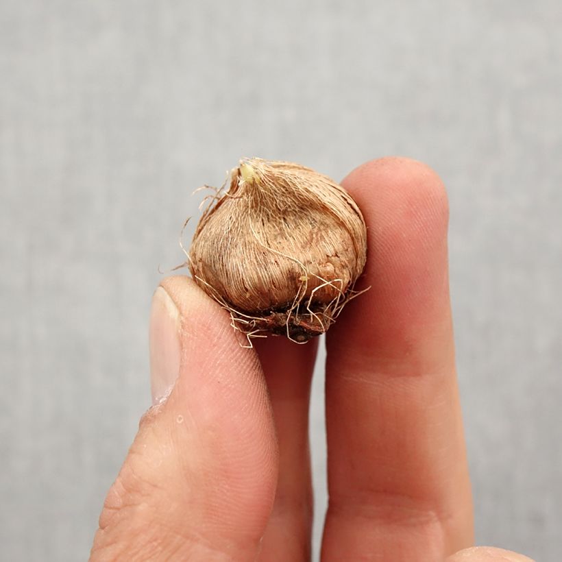 Spécimen de Ixia hybride en mélange - Lis des blés variés. Bulbe calibre 5+ tel que livré au printemps