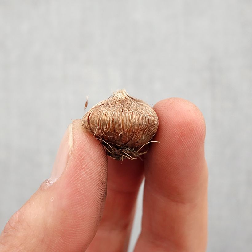 Example of Ixia Mabel - Lis des Blés Bulbe calibre 5+ as you get in printemps