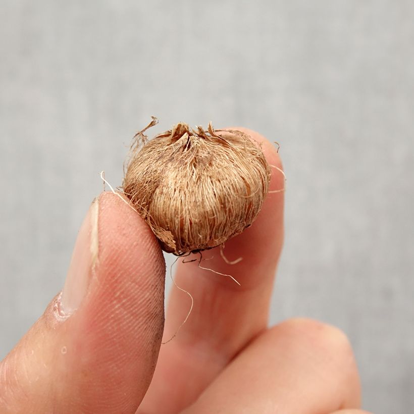 Spécimen de Ixia Rose Emperor - Lis des Blés Bulbe calibre 5+ tel que livré au printemps