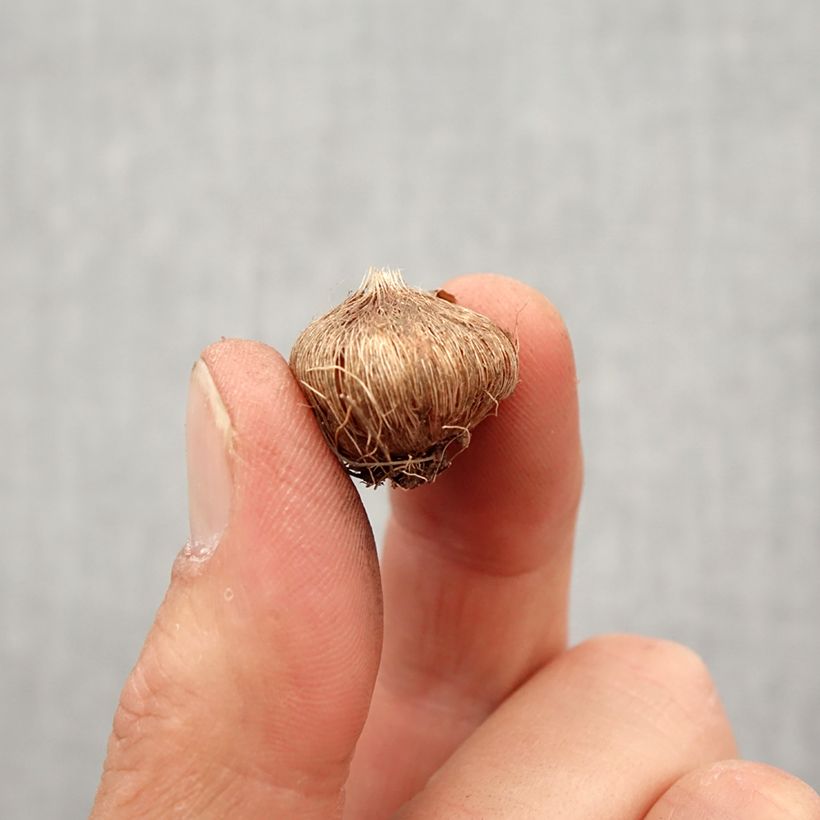 Spécimen de Ixia Spotlight - Lis des Blés Bulbe calibre 5+ tel que livré au printemps