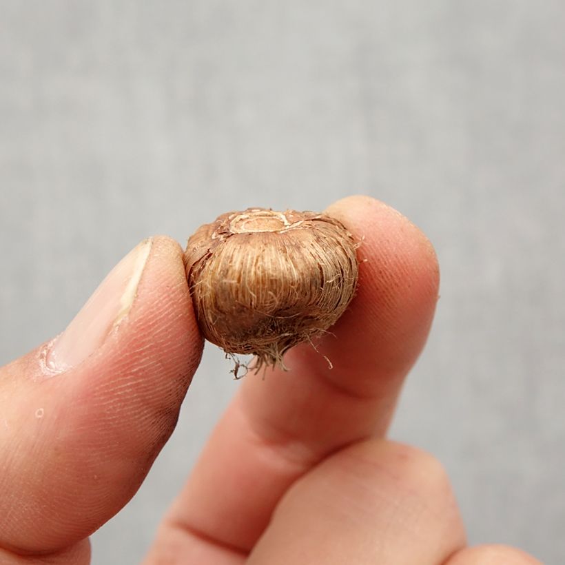 Example of Ixia Venus - Lis des blés Bulbe calibre 5+ as you get in printemps