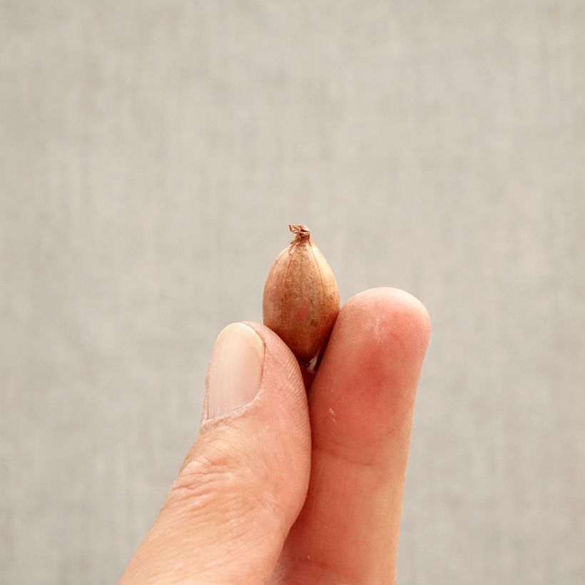 Example of Ixiolirion tataricum - Lis de Sibérie Bulbe calibre 4+ as you get in printemps