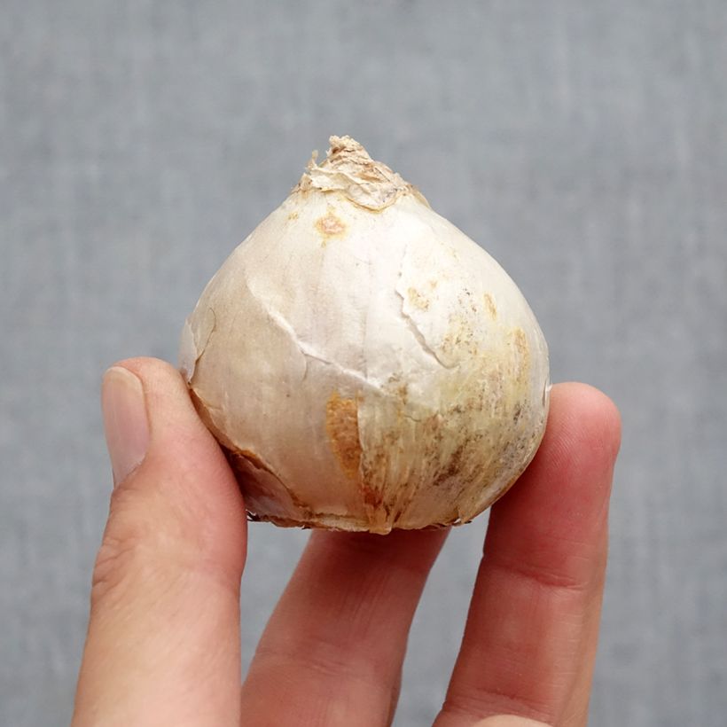 Example of Jacinthe Carnegie Bulbe calibre 18+ as you get in automne