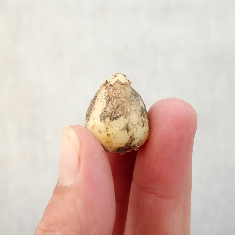 Example of Jacinthe d'Espagne blanche - Hyacinthoides hispanica Alba  Bulbe calibre 8+ as you get in automne