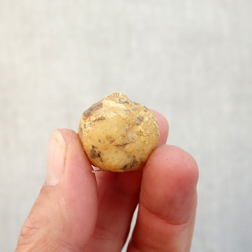 Spécimen de Jacinthe d'Espagne - Hyacinthoides hispanica Bulbe calibre 8+ tel que livré en automne