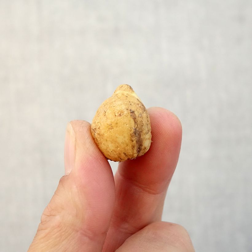 Spécimen de Jacinthe des Bois - Scille Nutans Bulbe calibre 7+ tel que livré en automne