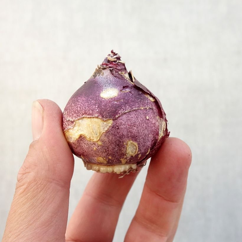 Spécimen de Jacinthe double Crystal Palace Bulbe calibre 14/15 tel que livré en automne