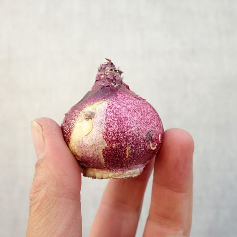 Spécimen de Jacinthe double Hollyhock Bulbe calibre 15+ tel que livré en automne