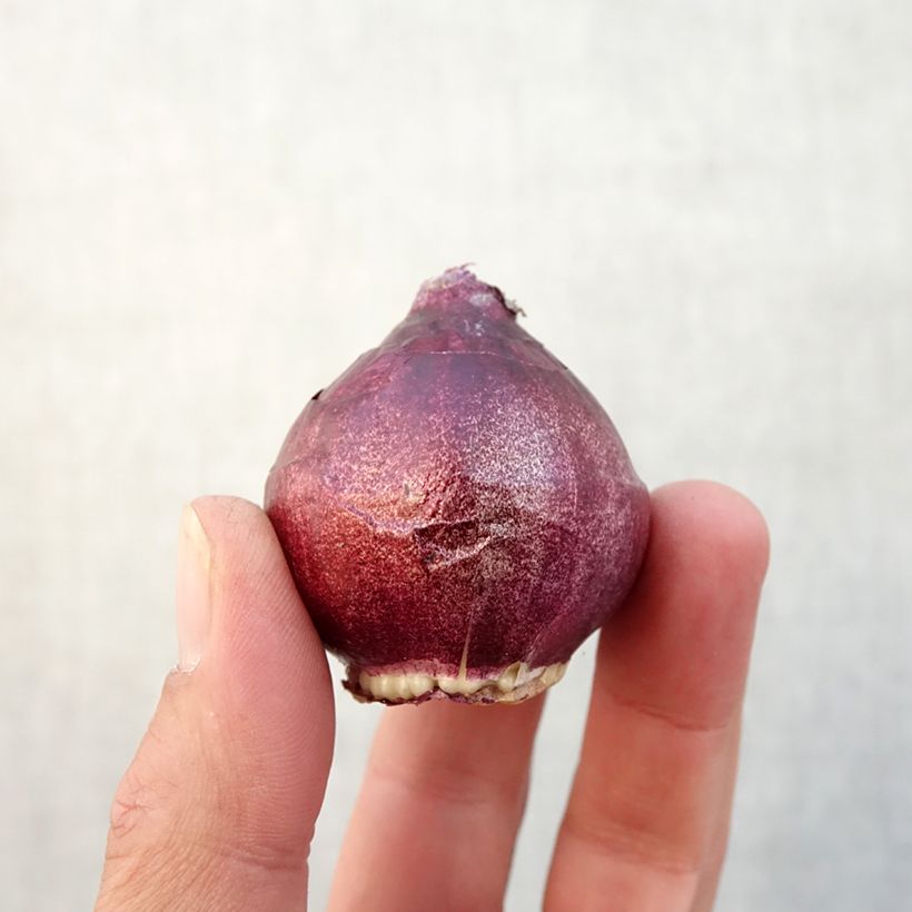 Spécimen de Jacinthe double Red Diamond Bulbe calibre 15/16 tel que livré en automne