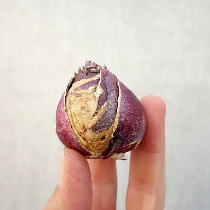 Spécimen de Jacinthe double Rosette Bulbe calibre 15/16 tel que livré en automne