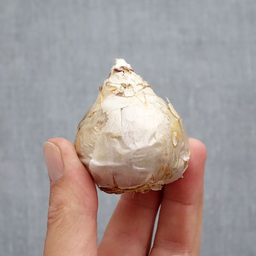 Spécimen de Jacinthe Double Top White Bulbe calibre 18 tel que livré en automne