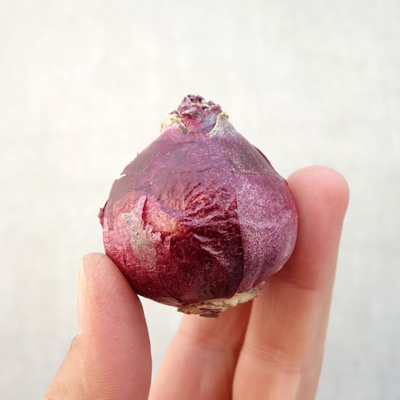 Spécimen de Jacinthe double Twin Pearl Bulbe calibre 15+ tel que livré en automne