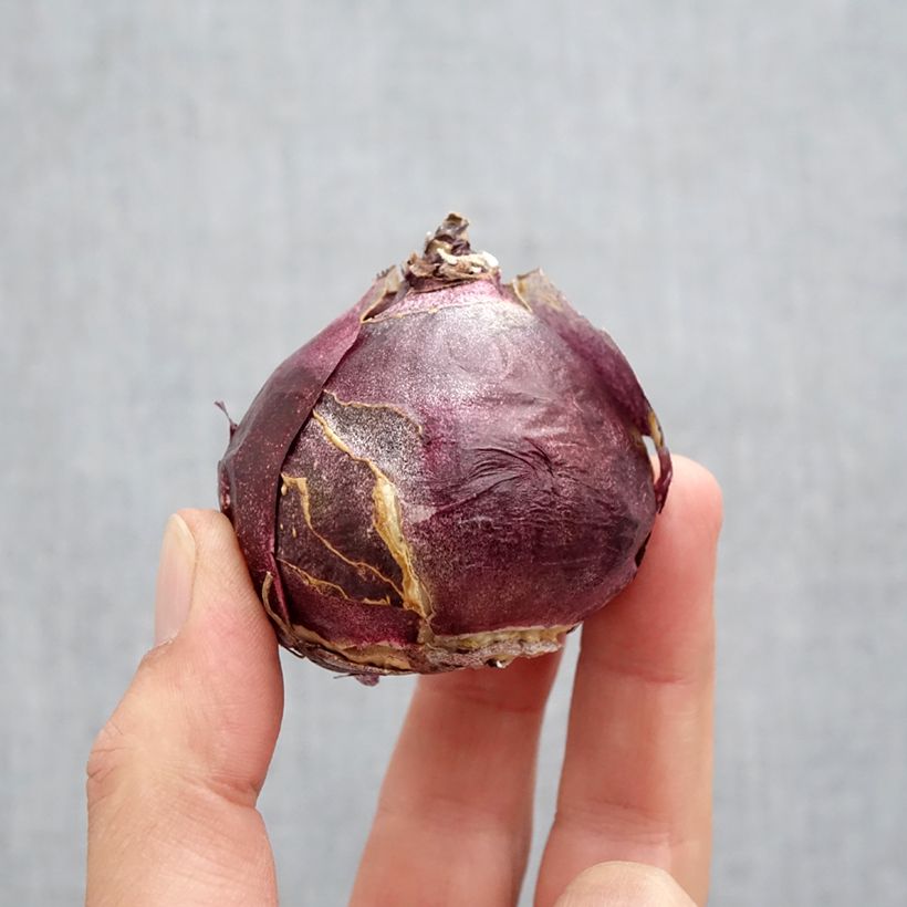 Example of Jacinthe Fondant Bulbe calibre 19+ as you get in automne