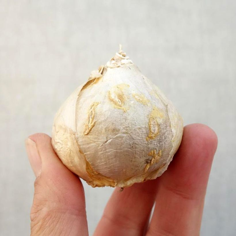 Spécimen de Jacinthe Fondant rose préparée pour le forçage Bulbe calibre 17+ tel que livré en automne