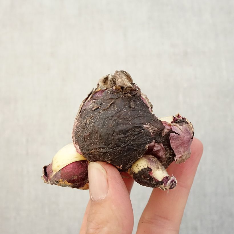 Spécimen de Jacinthe multiflore Bleue Bulbe calibre I tel que livré en automne