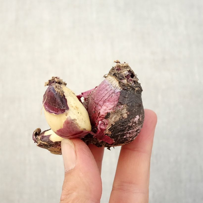 Spécimen de Jacinthe multiflore Rose Bulbe calibre I tel que livré en automne