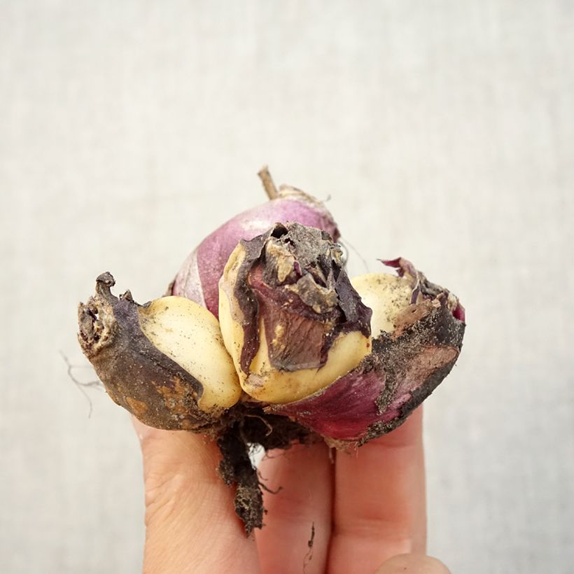 Spécimen de Jacinthe multiflore Rouge Bulbe calibre I tel que livré en automne