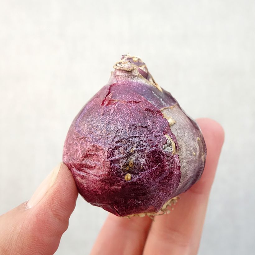 Example of Jacinthe Splendid Cornélia Bulbe calibre 18+ as you get in automne