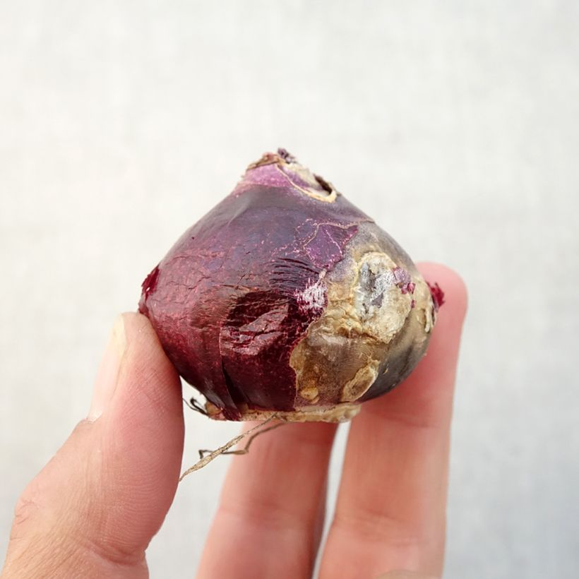 Spécimen de Jacinthe Sweet Invitation Bulbe calibre 16/17 tel que livré en automne