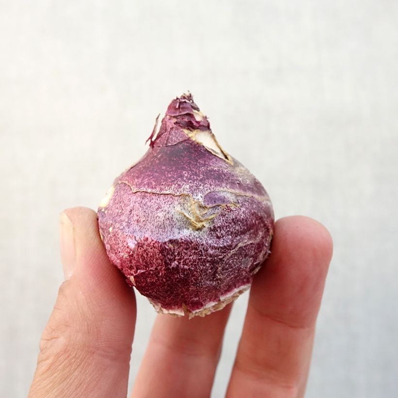 Example of Jacinthe Woodstock Bulbe calibre 18+ as you get in automne