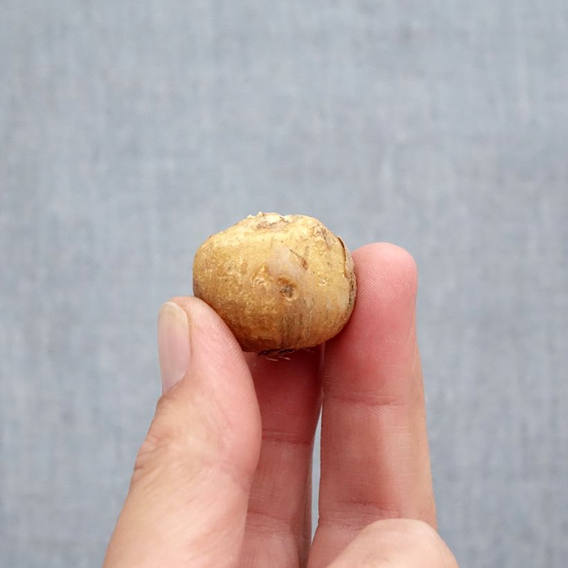 Example of Jacinthes d'Espagne en mélange - Hyacinthoides hispanica  Bulbe calibre 10+ as you get in automne