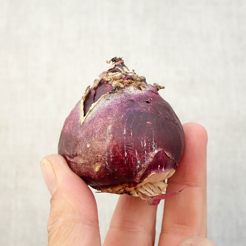 Example of Jacinthes simples en mélange Bulbe calibre 17+ as you get in automne