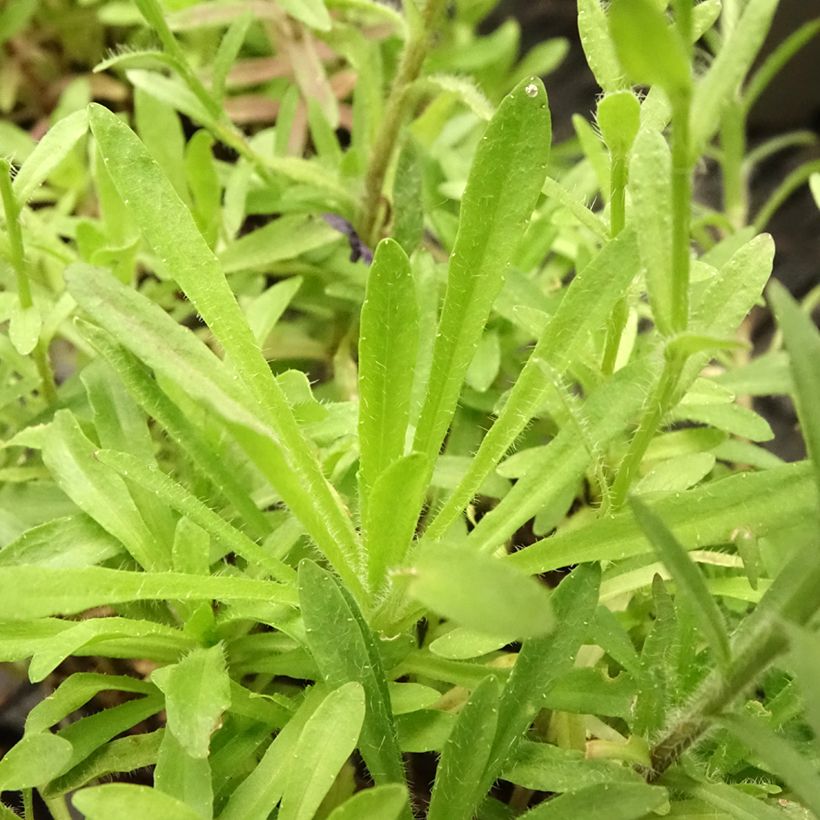 Jasione laevis Blaulicht - Jasione lisse (Foliage)
