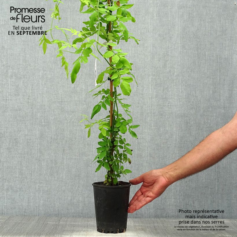 Spécimen de Jasmin officinal - Jasminum officinalis Aureum  Pot de 2L/3L tel que livré en automne