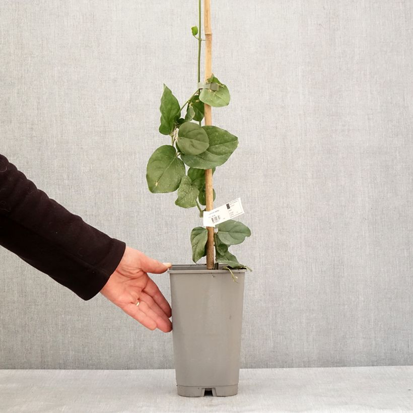 Example of Jasmin d'Arabie - Jasminum sambac Pot de 2L/3L as you get in hiver