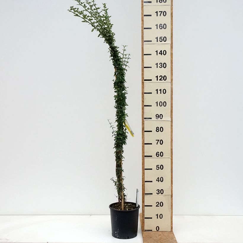 Spécimen de Jasmin d'hiver - Jasminum nudiflorum Pot de 7,5L/10L tel que livré en automne
