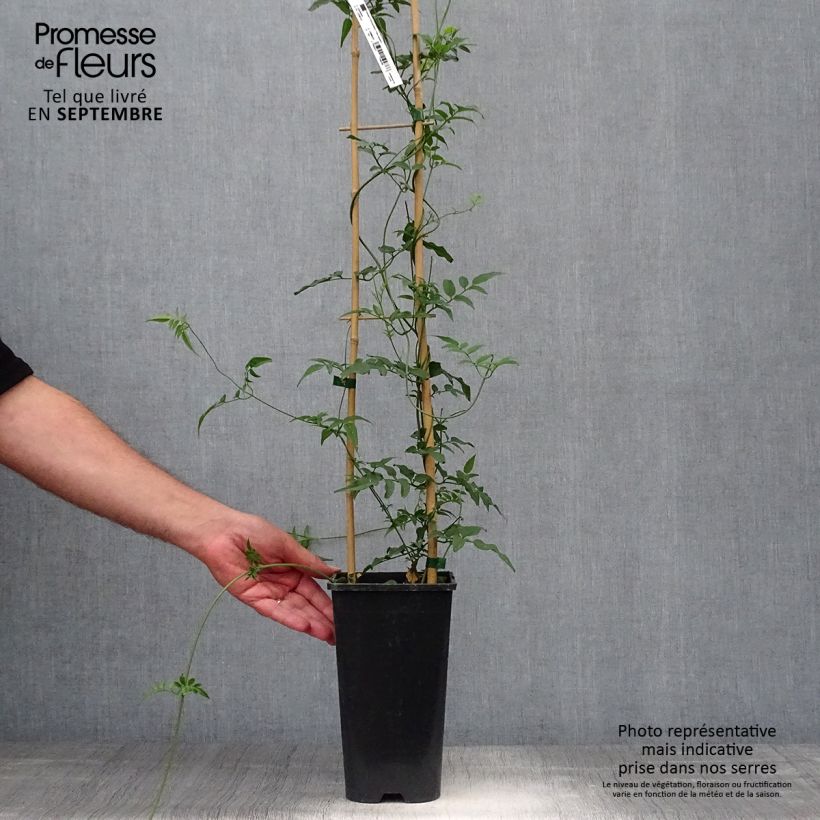 Spécimen de Jasmin - Jasminum polyanthum Pot de 2L/3L tel que livré en automne