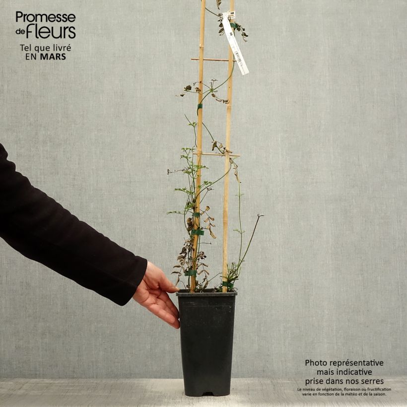 Example of Jasmin - Jasminum polyanthum Pot de 2L/3L as you get in printemps