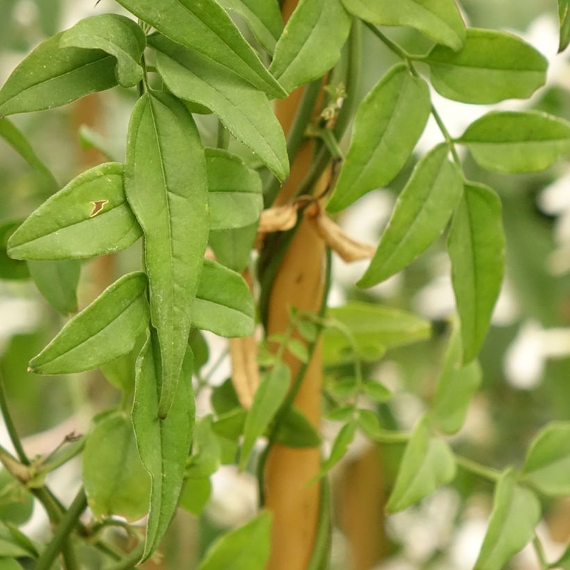 Jasmin - Jasminum polyanthum (Foliage)
